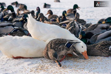 Потепління вже в повітрі: синоптикиня розповіла, коли чекати ослаблення морозів 