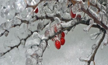 Україну накриють снігопади і крижані дощі: де буде найгірша погода 