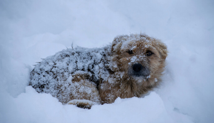 В Украине готовят изменения, чтобы разрешить заведениям впускать животных во время морозов