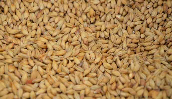 Разведка: в 2025 году Россия вывезла с оккупированных территорий зерна на $400 млн