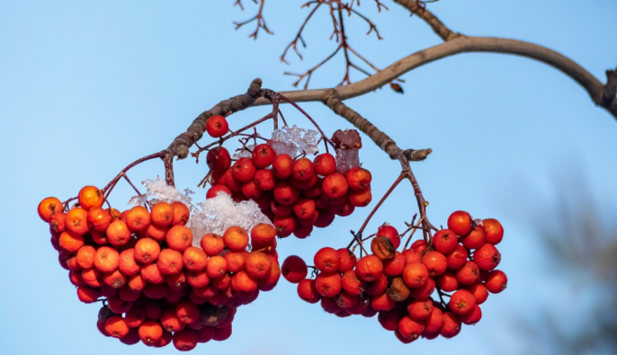 Від тріскучих -20 до весняних +12: синоптики дали свіжий прогноз погоди на тиждень 