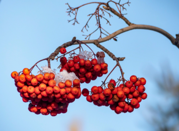 Від тріскучих -20 до весняних +12: синоптики дали свіжий прогноз погоди на тиждень 