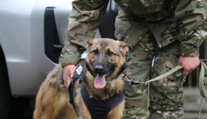 Понад 2000 повідомлень: масові "мінування" охопили банки, школи та держустанови по всій Україні