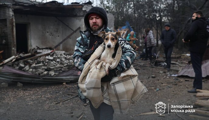 У Запоріжжі пошкоджено притулок для собак: загинули щонайменше 8 тварин, поранених евакуювали