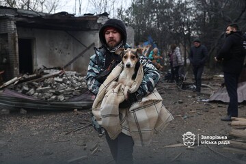 У Запоріжжі пошкоджено притулок для собак: загинули щонайменше 8 тварин, поранених евакуювали