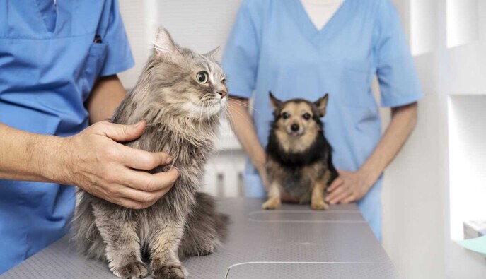 В Киеве семь руководителей государственных ветеринарных учреждений получили подозрения — прокуратура