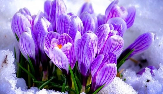 Какими будут первые выходные весны: прогноз синоптика на 28 февраля – 1 марта