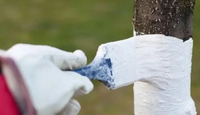 В предвкушении весны: специалисты рассказали, какие деревья следует побелить в марте