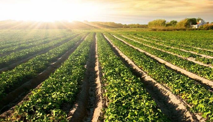 В Украине вводят госпрограмму агрострахования: какие требования