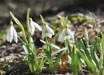 С первым днем весны! Душевные поздравления и красивые открытки к 1 марта