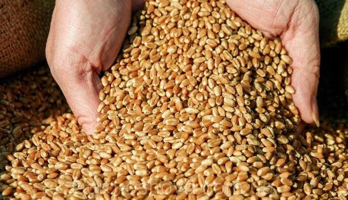 Беларусь активно участвует в незаконном вывозе сельхозпродукции из ВОТ, - ЦПД