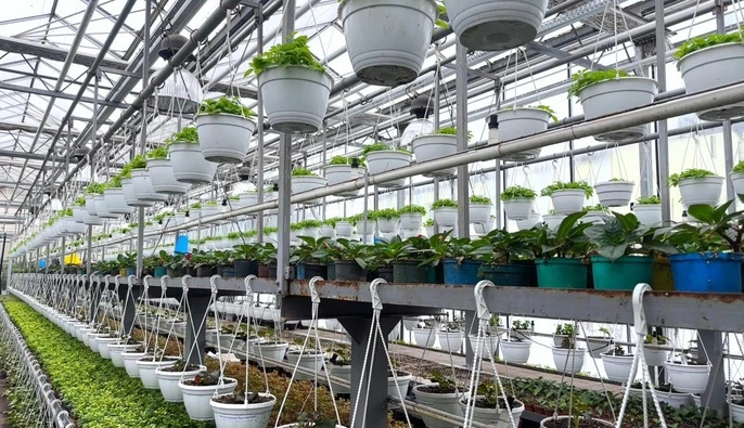 В 2026 году в Киеве планируют вырастить более 4 миллионов растений