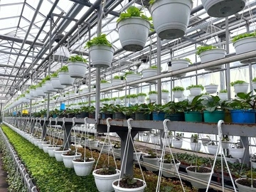 В 2026 году в Киеве планируют вырастить более 4 миллионов растений