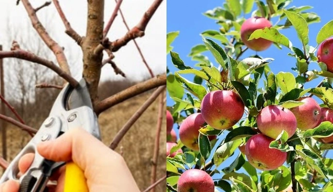 Тут потрібен баланс: як правильно видаляти гілки яблунь для стимуляції росту дерев