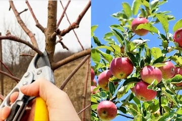 Тут потрібен баланс: як правильно видаляти гілки яблунь для стимуляції росту дерев
