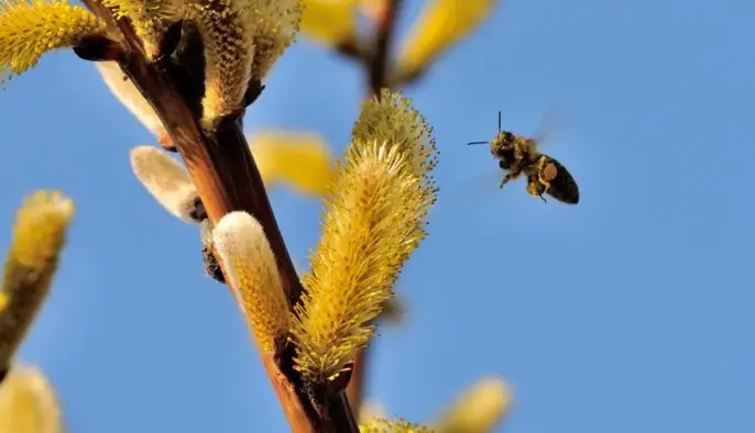 17 марта — какой сегодня церковный праздник, история, традиции и приметы