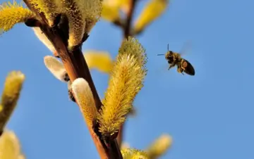17 марта — какой сегодня церковный праздник, история, традиции и приметы