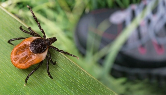 В Украине активизировались клещи: врач рассказал, как распознать болезнь Лайма и что делать после укуса