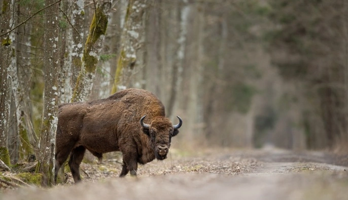 Пассажирский поезд 