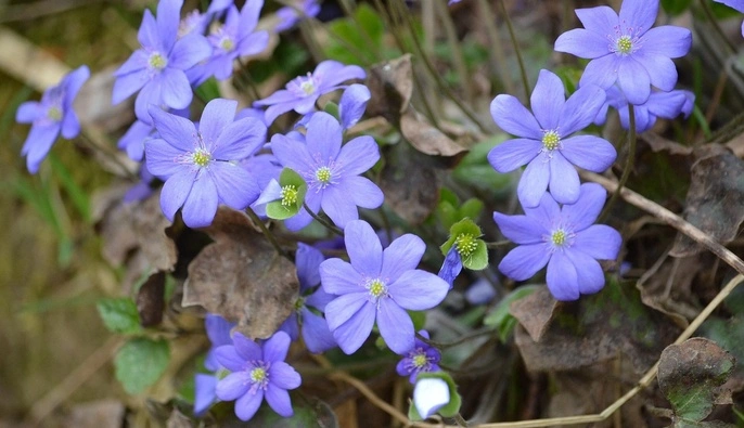 В Україну йде 20-градусне тепло: коли чекати 
