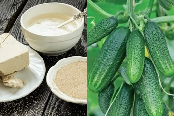 Будуть рівні та хрусткі: чим підживити огірочки для ідеального росту