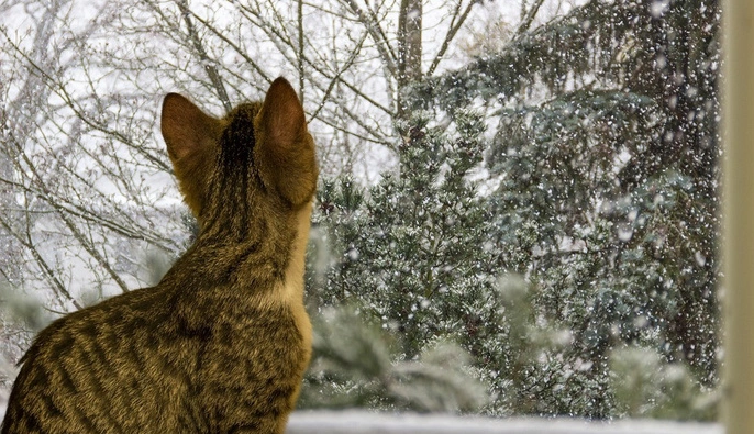 Після аномального тепла Україну засипле снігом: коли чекати повернення зими