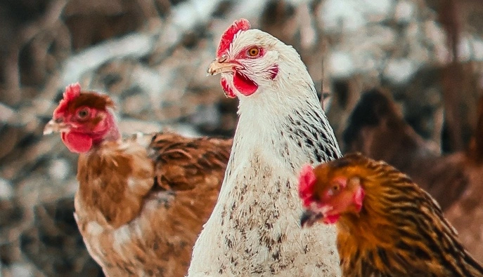 В Европе обнаружили первый случай заболевания человека птичьим гриппом