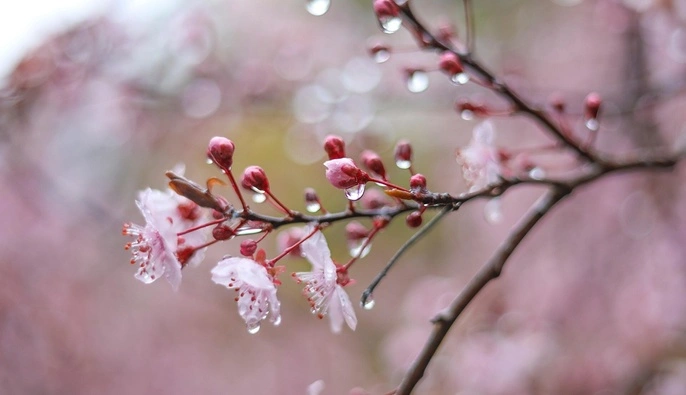 Похолодання, дощі і грози: яку погоду чекати на Вербному тижні 