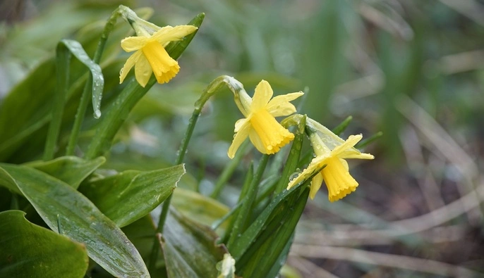 31 марта - все об этом дне: праздники, события, традиции
