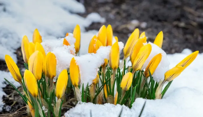 На Пасху Украину накроет снегом, ударят заморозки до -3: синоптики дали свежий прогноз