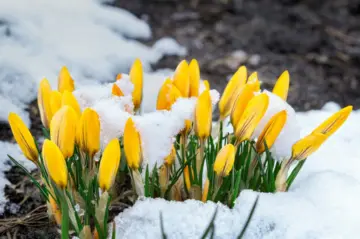 На Великдень Україну засипле снігом, вдарять заморозки до -3: синоптики дали свіжий прогноз 