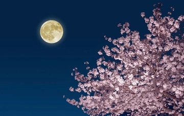 Розовое полнолуние в апреле станет поворотным моментом в жизни для трех знаков Зодиака