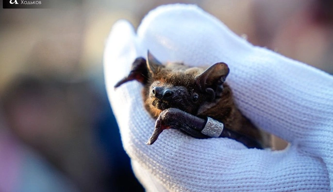 В Киеве выпустили в природу сотни спасенных летучих мышей — фоторепортаж