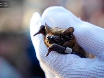 У Києві випустили у природу сотні врятованих кажанів — фоторепортаж