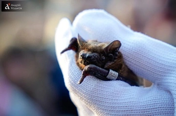 В Киеве выпустили в природу сотни спасенных летучих мышей — фоторепортаж