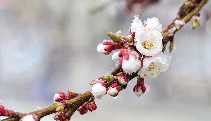 Оранжевый уровень опасности: в Укргидрометцентре предупредили о заморозках