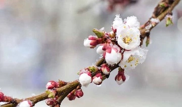 Помаранчевий рівень небезпечності: в Укргідрометцентрі попередили про заморозки 