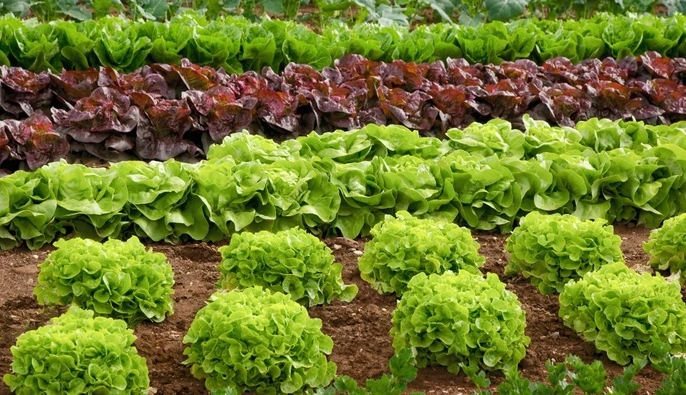 Удивят урожаем уже через месяц: что следует посадить после Пасхи