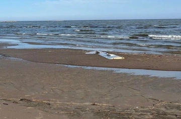 В Естонії знайшли уламок дрона — правоохоронці припускають, що українського