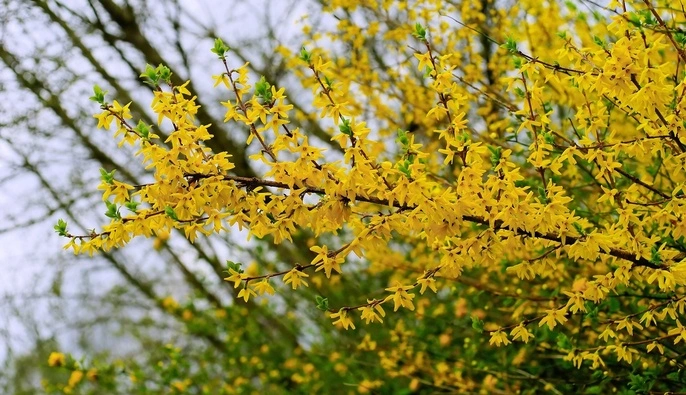 Заморозки до -2 і майже літні +21: синоптики розповіли про погоду на тиждень