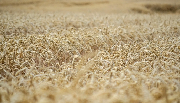 В Чернобыльской зоне более 5 лет незаконно выращивали урожай, что представляет риск для людей