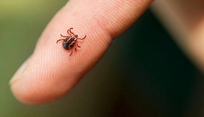В Україні активізувалися кліщі: лікарка попередила про ризики
