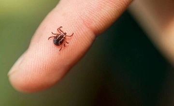 В Україні активізувалися кліщі: лікарка попередила про ризики