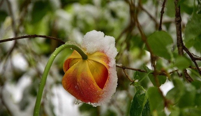 Зима возвращается: синоптики прогнозируют новое похолодание с заморозками, дождями и снегопадами 