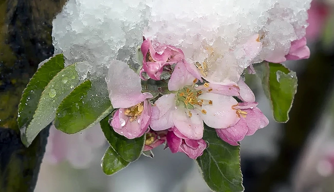 Заморозки, грози і майже літні +25: синоптик прогнозує на вихідних весь погодний спектр