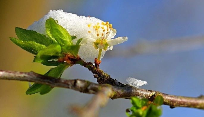 Тепла чекати не варто: новий тиждень знову буде холодним —  зі снігом, зливами і грозами