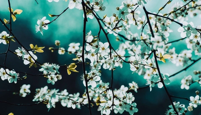 Заморозки не відступають: коли в Україну нарешті прийде тепло 