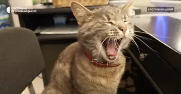 "Найкращий співробітник магазину": кіт з Кропивницього став місцевою зіркою