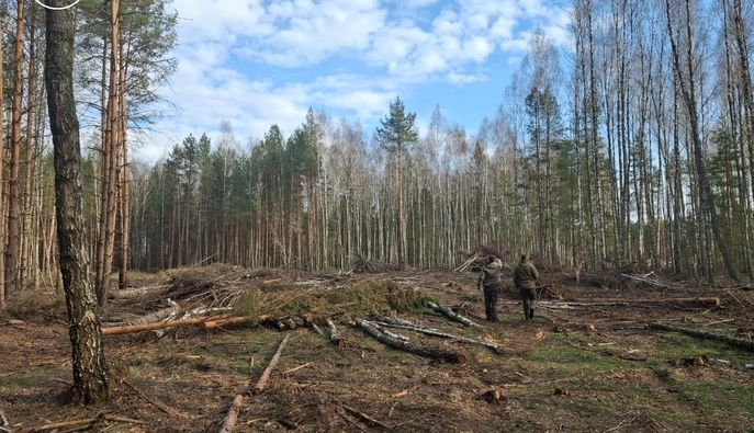 Чорні лісоруби з майдану Корольова: як влада Житомирщини не помічає знищення десятків гектарів нібито 