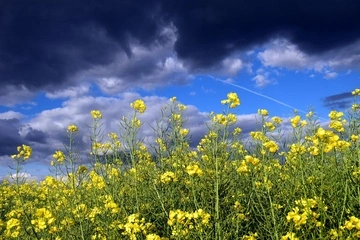В Україні потепліє, але подекуди можливі грози, град та шквали: прогноз погоди на вихідні